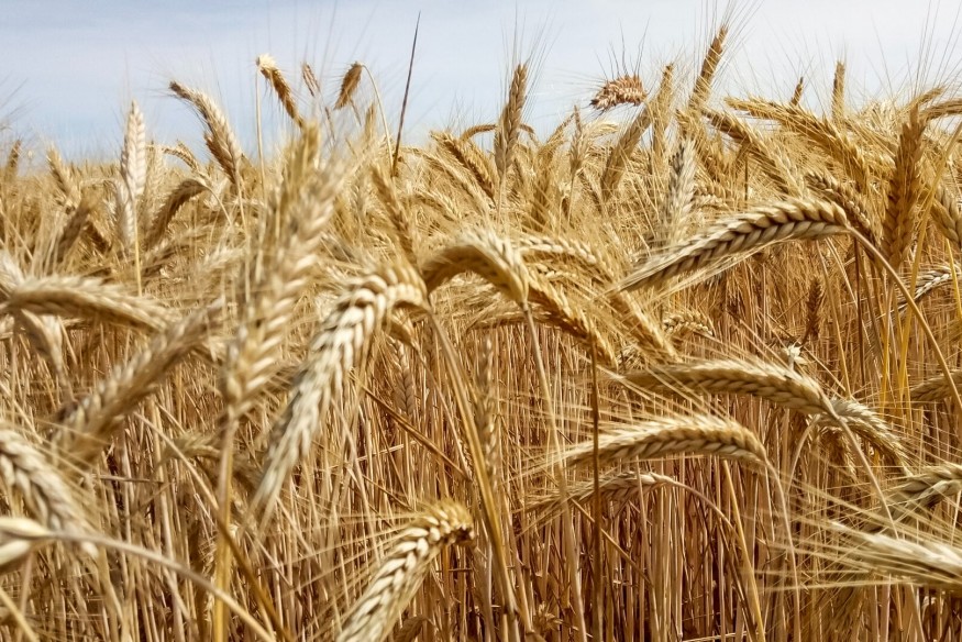 Umowa z Mercosur w Trybunale. Czy to szansa dla rolników z Kaszub?